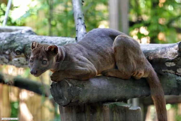 Die eleganten und kräftigen Fossa sind die größten Landraubtiere auf Madagaskar, aber leider auch vom Aussterben bedroht